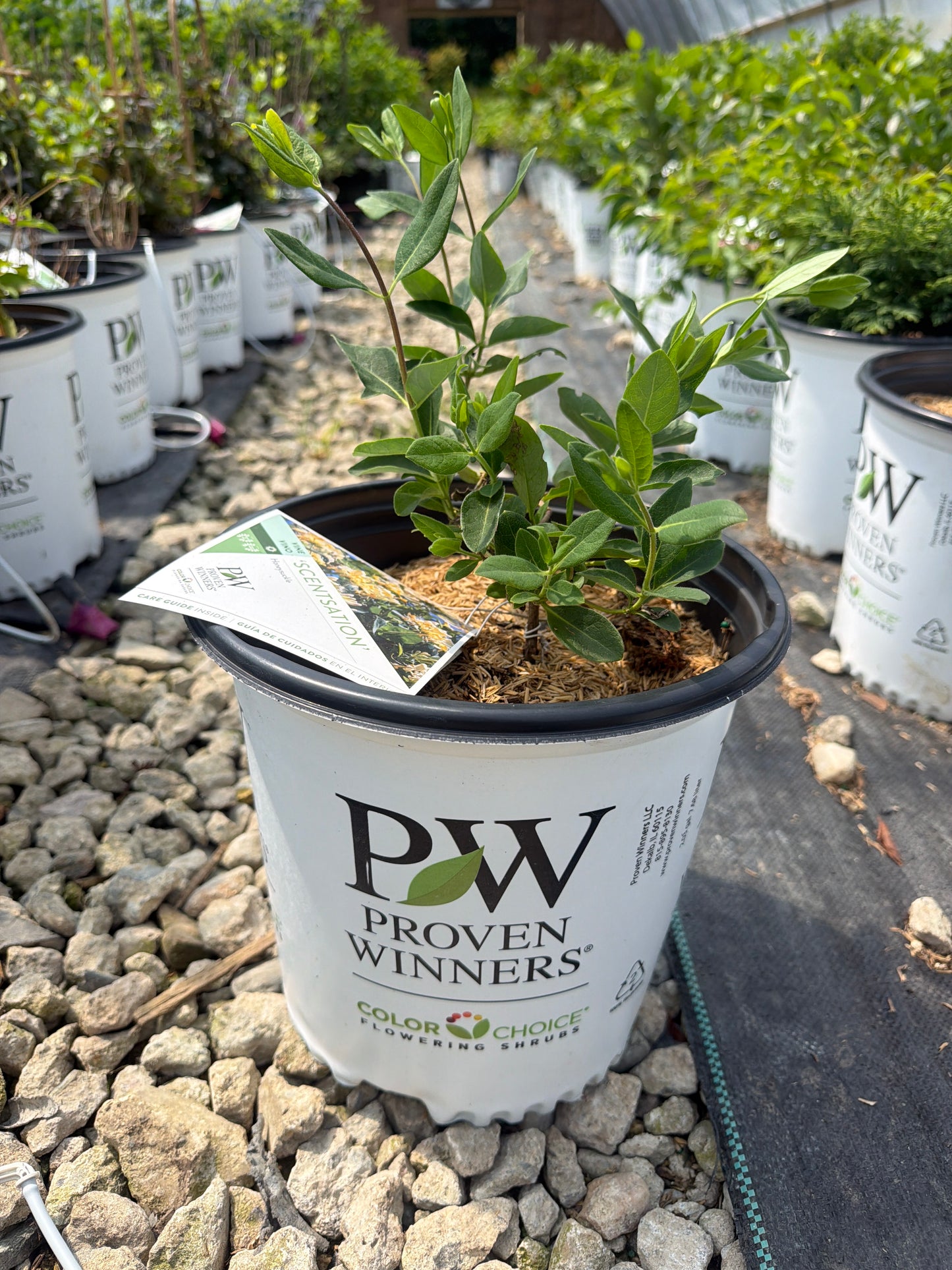 Scentsation Honeysuckle Vine