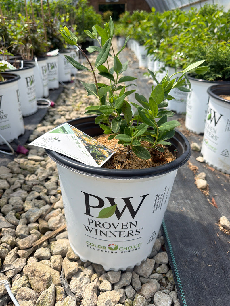 Scentsation Honeysuckle Vine
