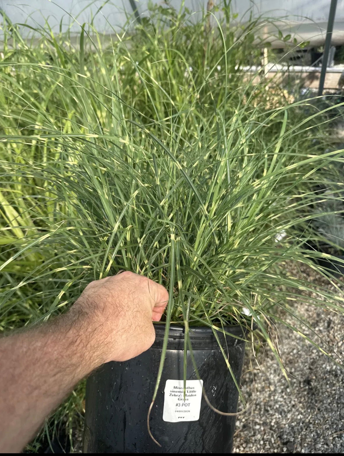 Little Zebra Dwarf Maiden Grass (#3)