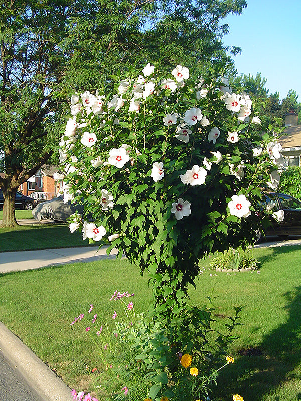 Red-Heart-Rose-of-Sharon-(Standard-Tree-Form)