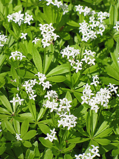 Sweet Woodruff (#1)