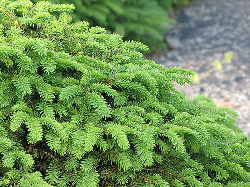 Birds Nest Spruce