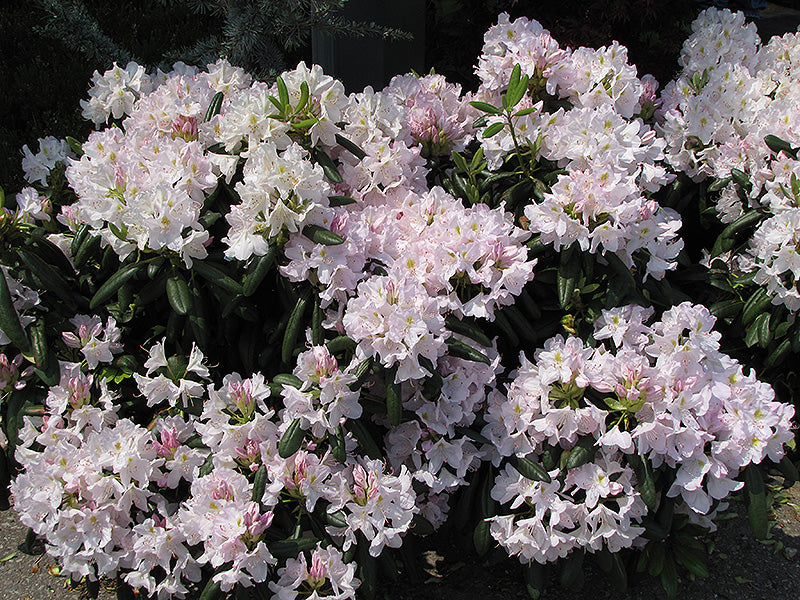 Album Rhododendron