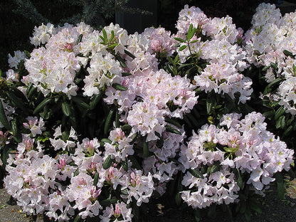 Album Rhododendron