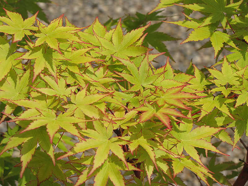 Sango Kaku Japanese Maple (Coral Bark Maple)