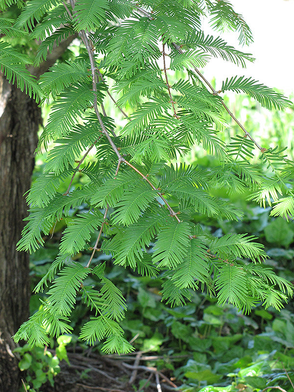 Dawn Redwood
