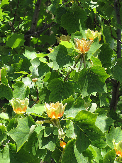 Tuliptree