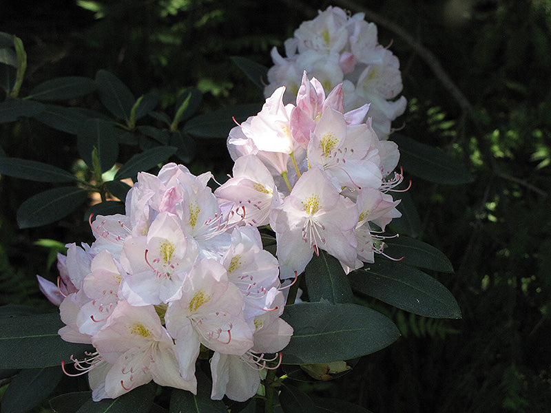 Album Rhododendron
