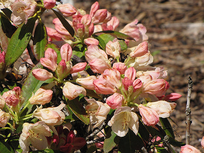 Percy Wiseman Rhododendron