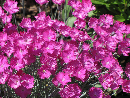 Firewitch-Pinks