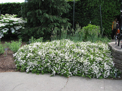 Nikko-Deutzia