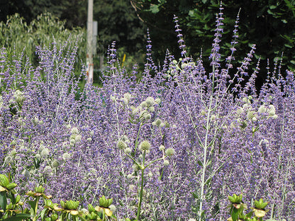 Little-Spire-Russian-Sage