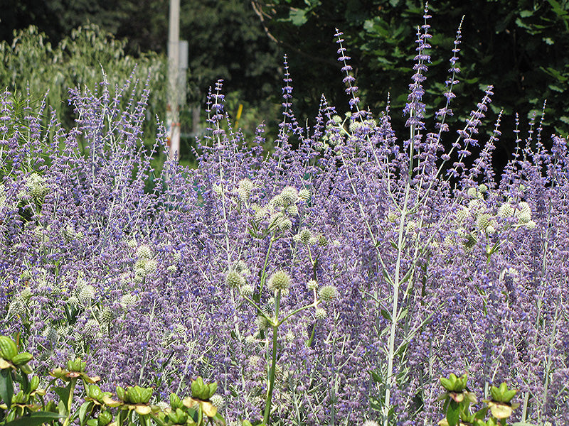 Little-Spire-Russian-Sage