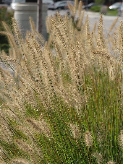 Hameln Dwarf Fountain Grass