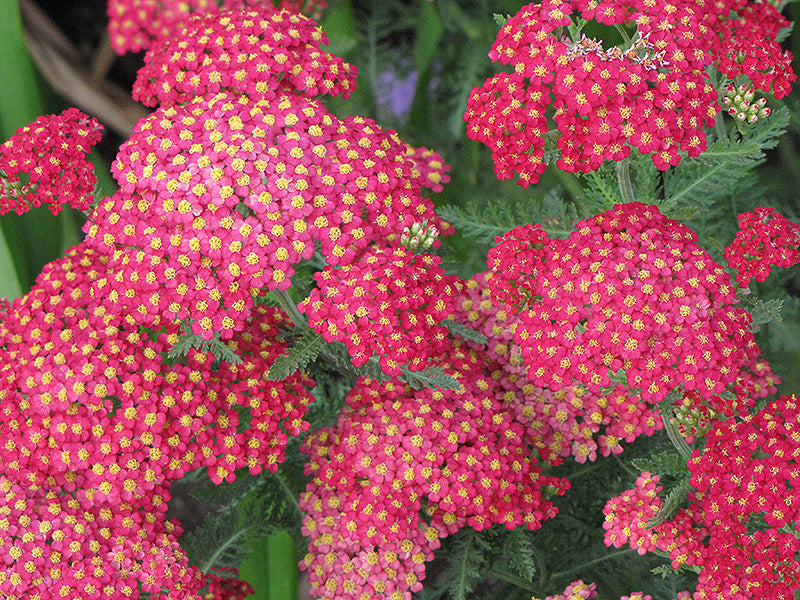 Galaxy-Paprika-Yarrow