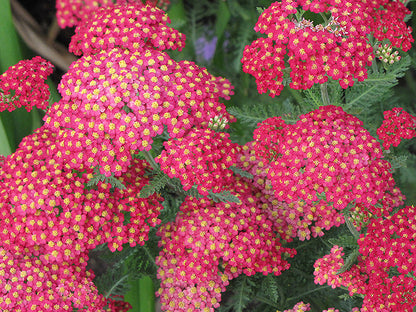 Galaxy-Paprika-Yarrow