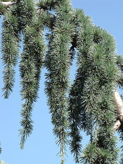 Weeping-Blue-Atlas-Cedar