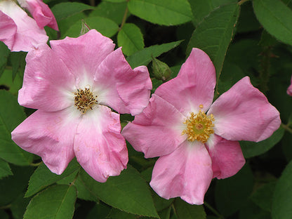 Rugosa Rose