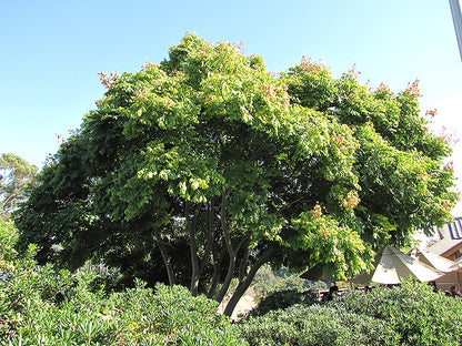 Golden Rain Tree