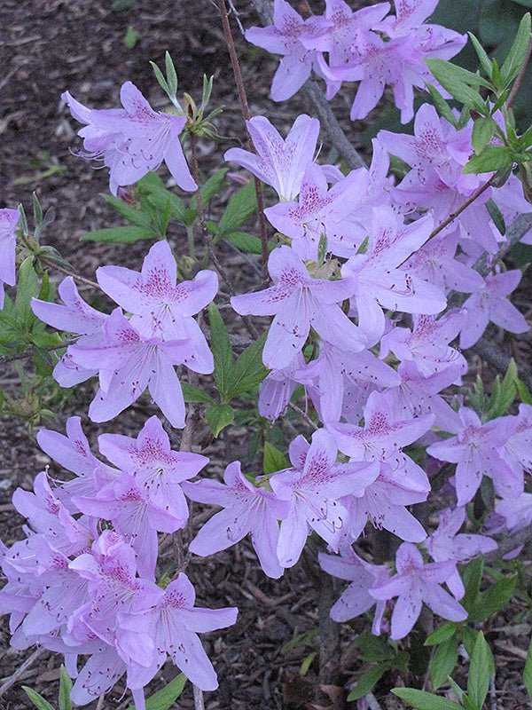 Korean-Azalea