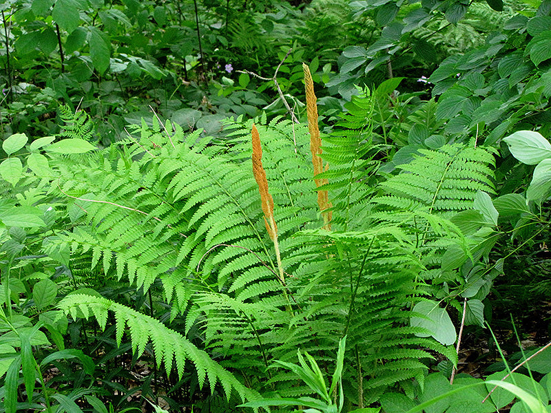 Cinnamon Fern (#1)