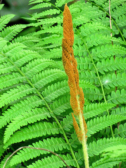 Cinnamon-Fern