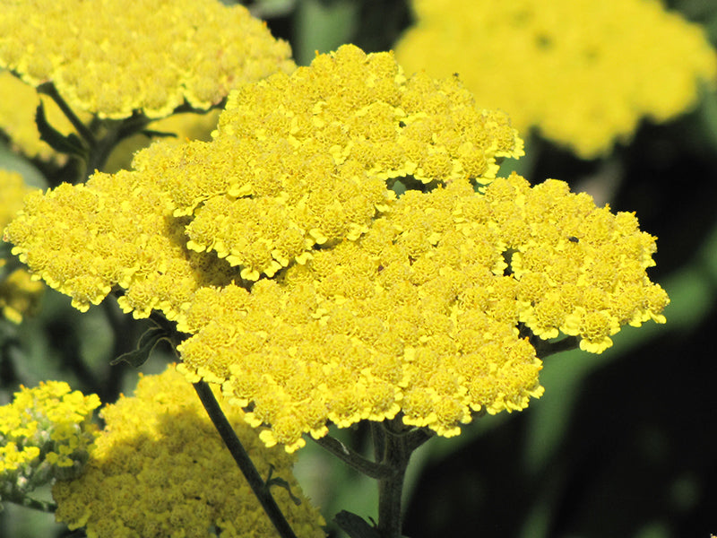Moonshine Yarrow (#1)