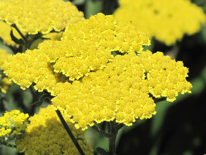 Moonshine Yarrow (#1)