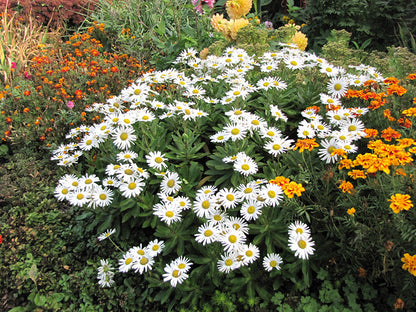 Nippon Daisy