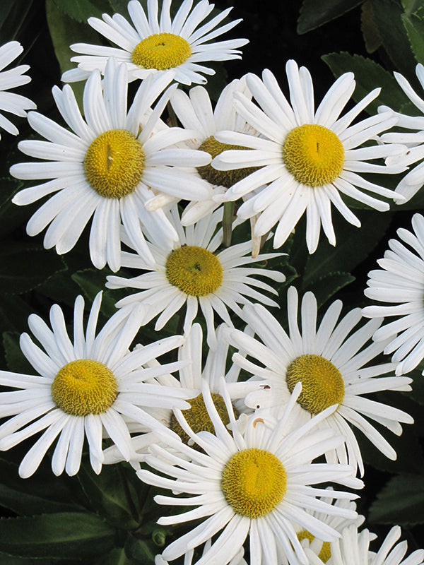 Nippon Daisy