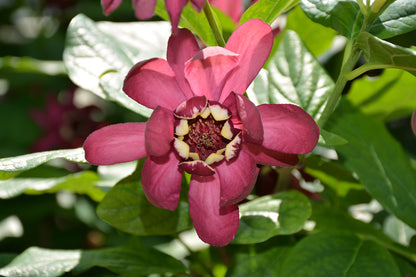 Aphrodite-Sweetshrub