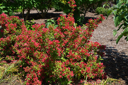 Sonic Bloom® Red Reblooming Weigela