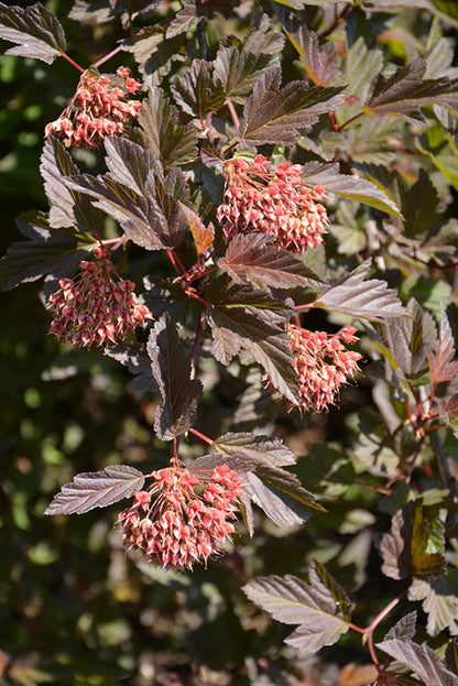 Seward Ninebark