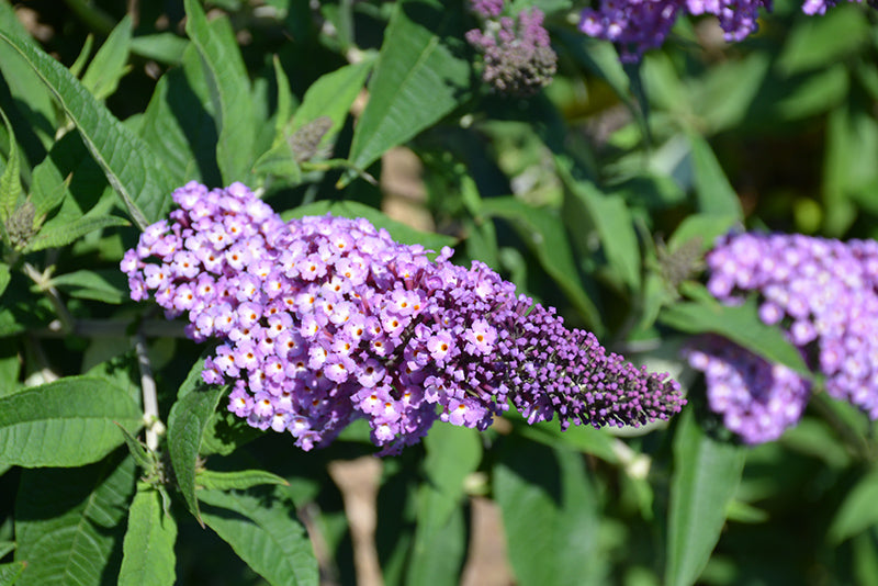 Pugster®-Amethyst-Butterfly-Bush