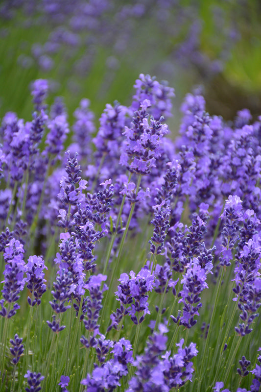 Hidcote-Lavender