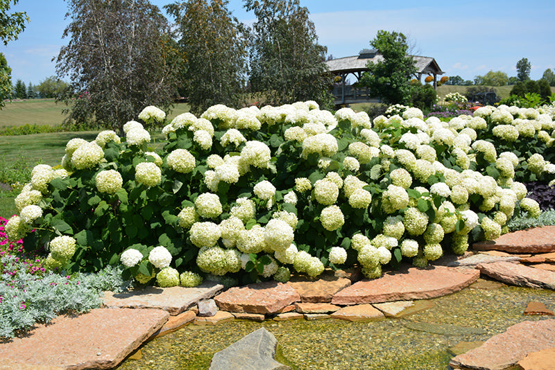 Incrediball® Hydrangea