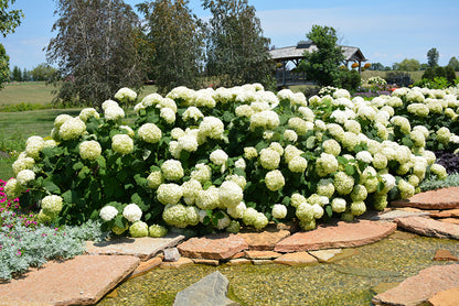 Incrediball® Hydrangea