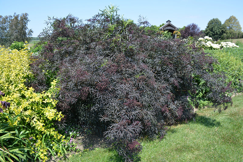 Black Lace® Elder