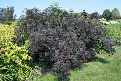 Black Lace® Elder