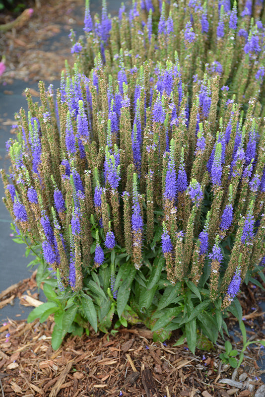 Royal Candles Speedwell (#1)