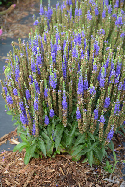 Royal Candles Speedwell (#1)