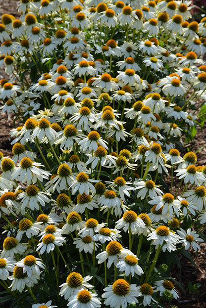 PowWow White Coneflower (#1)