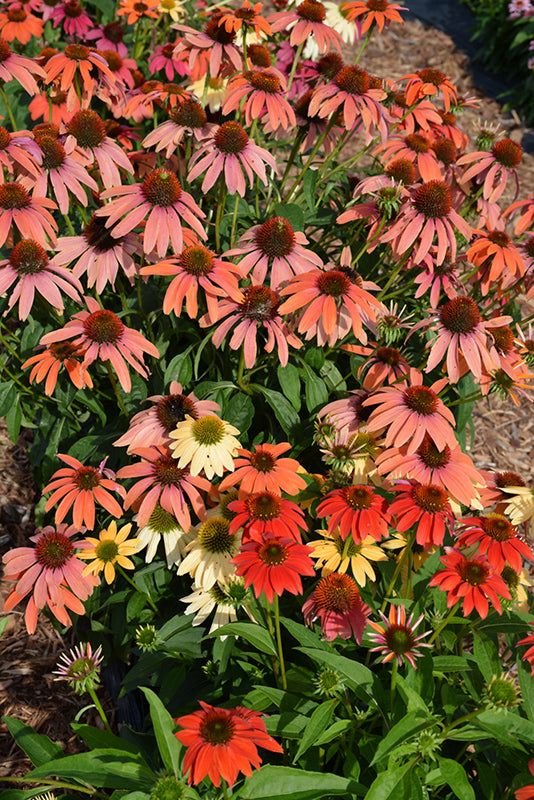 Cheyenne-Spirit-Coneflower