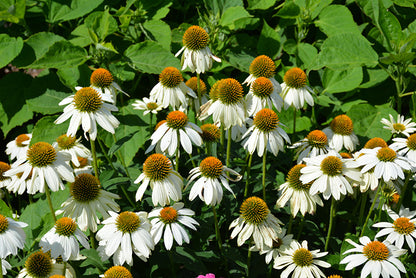 PowWow-White-Coneflower