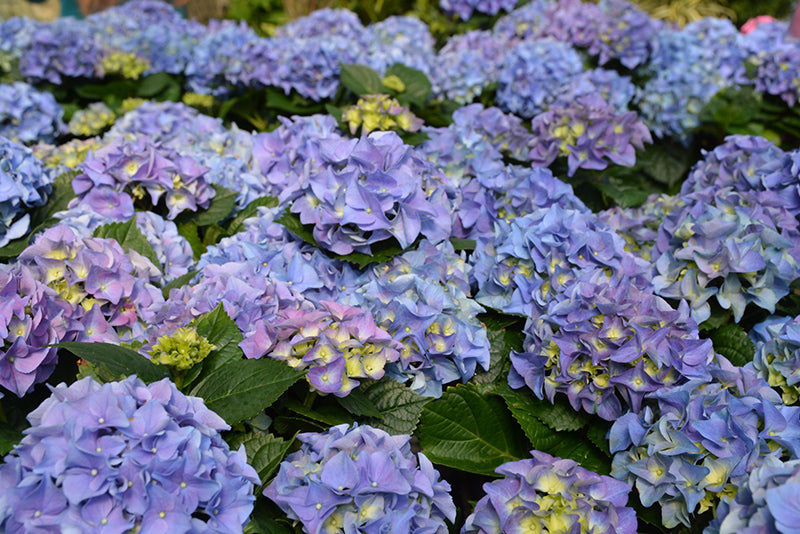 Blue Diamond® Hydrangea