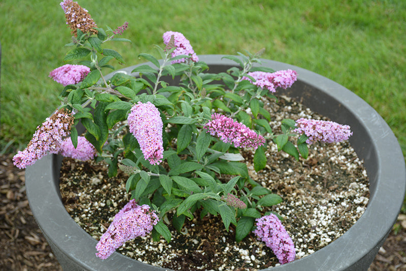 Pugster Pink® Butterfly Bush