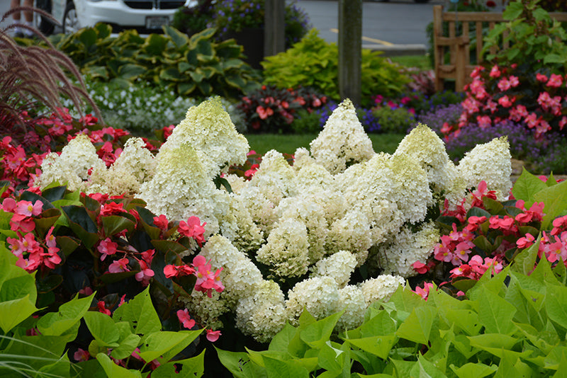 Little Lime® Hydrangea