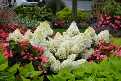 Little Lime® Hydrangea