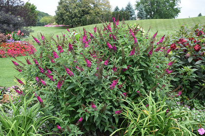 Miss Molly Butterfly Bush