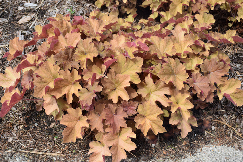 Caramel Coral Bells (Heuchera)
